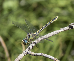 Ophiogomphus morrisoni