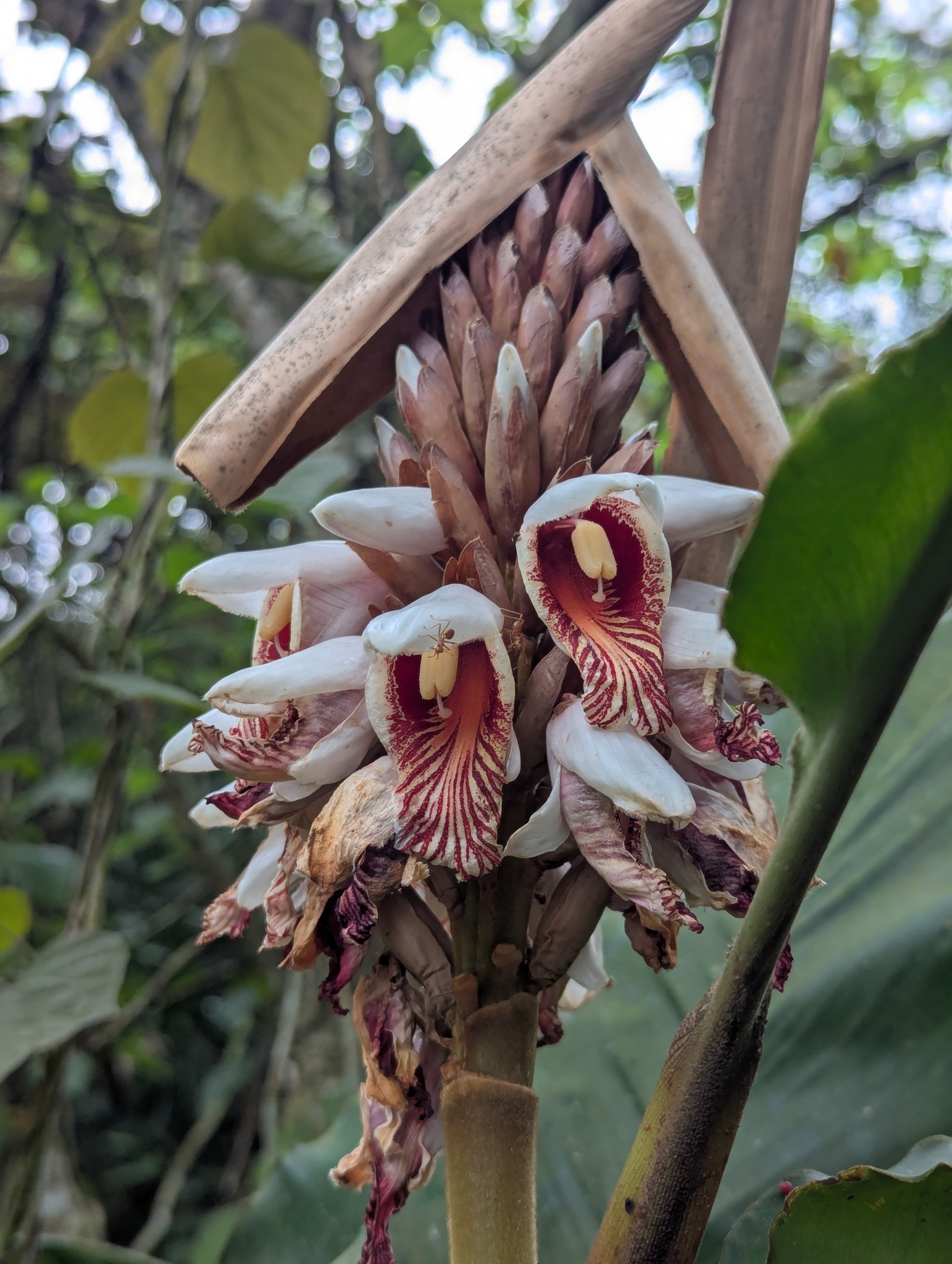 Alpinia hainanensis (Alpinia hainanensis)