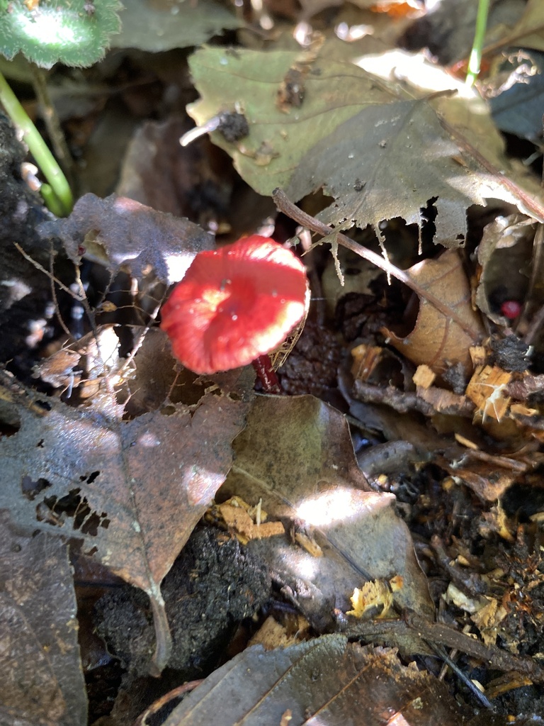 Cruentomycena viscidocruenta · April 2025 · photo: © jack12347 (iNaturalist, cc0)