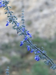 Salvia urolepis