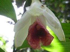 Sobralia helleri