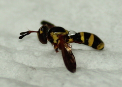 Mixogaster breviventris
