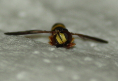 Mixogaster breviventris