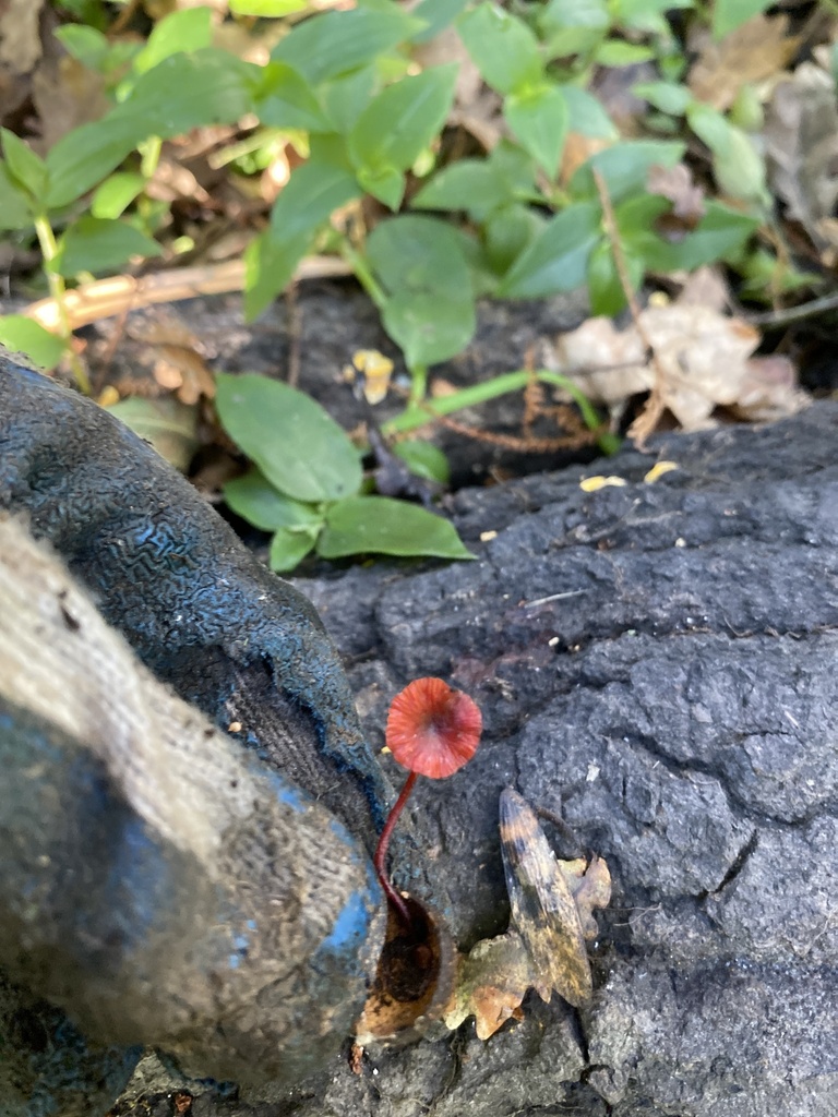 Cruentomycena viscidocruenta · April 2025 · photo: © jack12347 (iNaturalist, cc0)