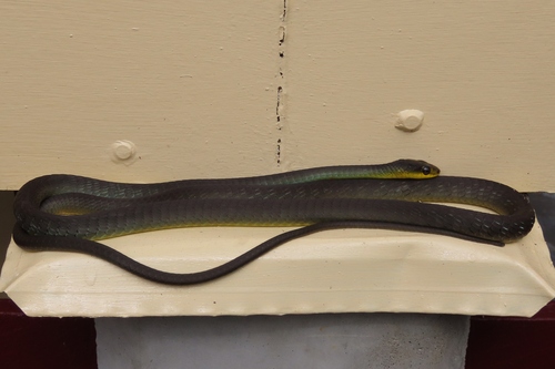 Common Tree Snake sighting