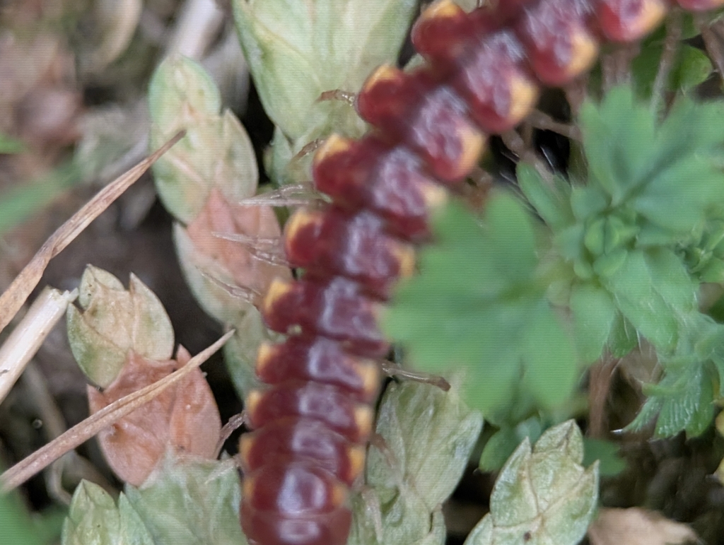 Nearctodesmus insulanus