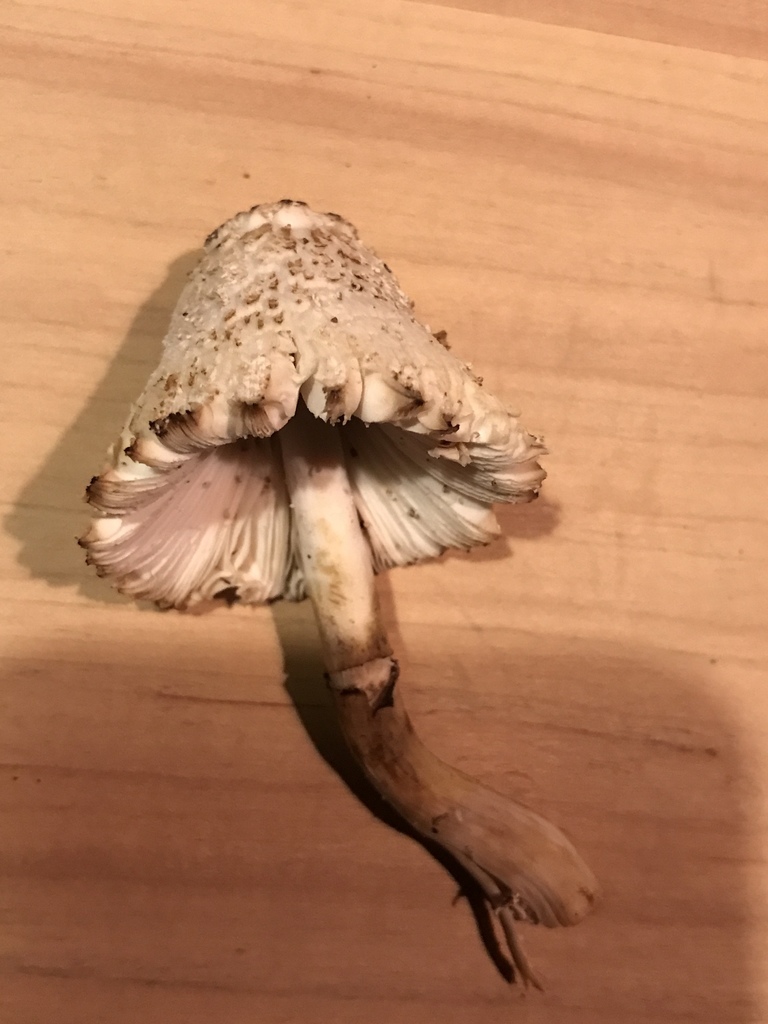 Coprinus vosoustii