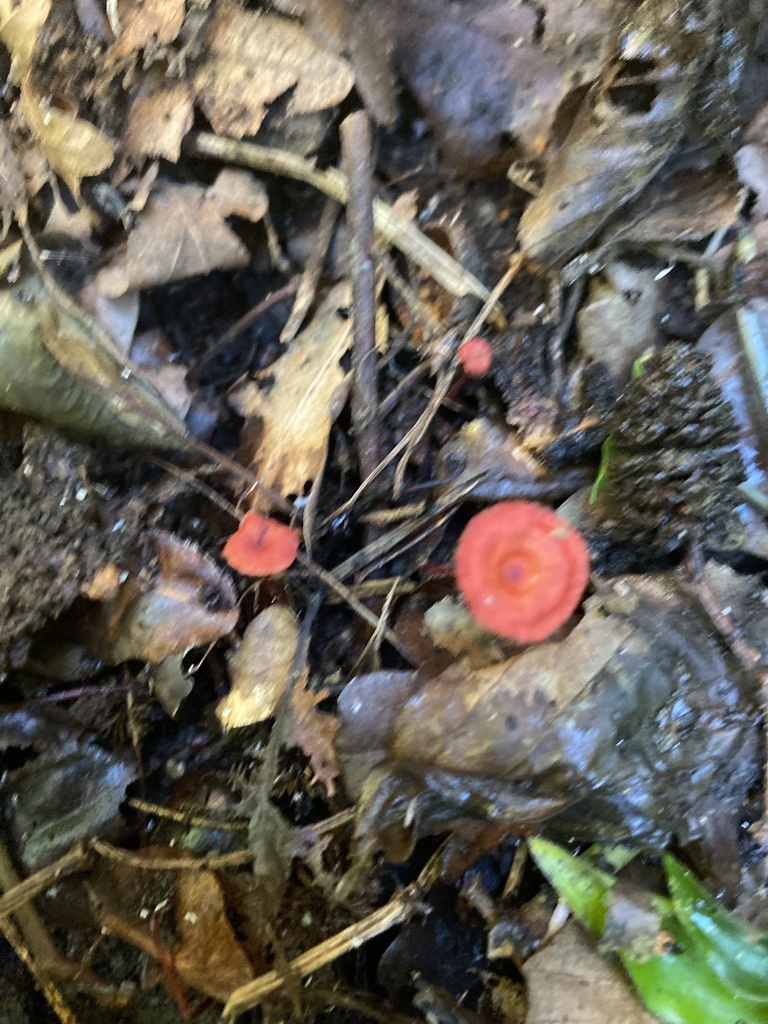 Cruentomycena viscidocruenta · April 2025 · photo: © jack12347 (iNaturalist, cc0)