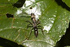 Neoponera