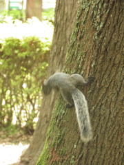 Sciurus aureogaster