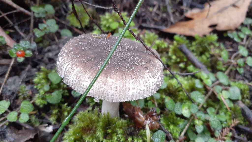 Amanita nehuta · April 2025 · photo: © aardvark04 (iNaturalist, cc0)