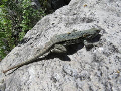 Sceloporus couchii