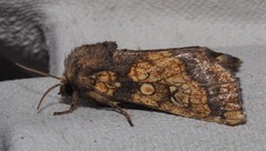 Gortyna flavago