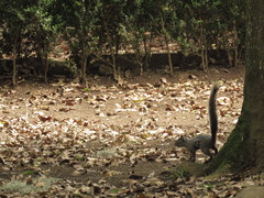 Sciurus aureogaster