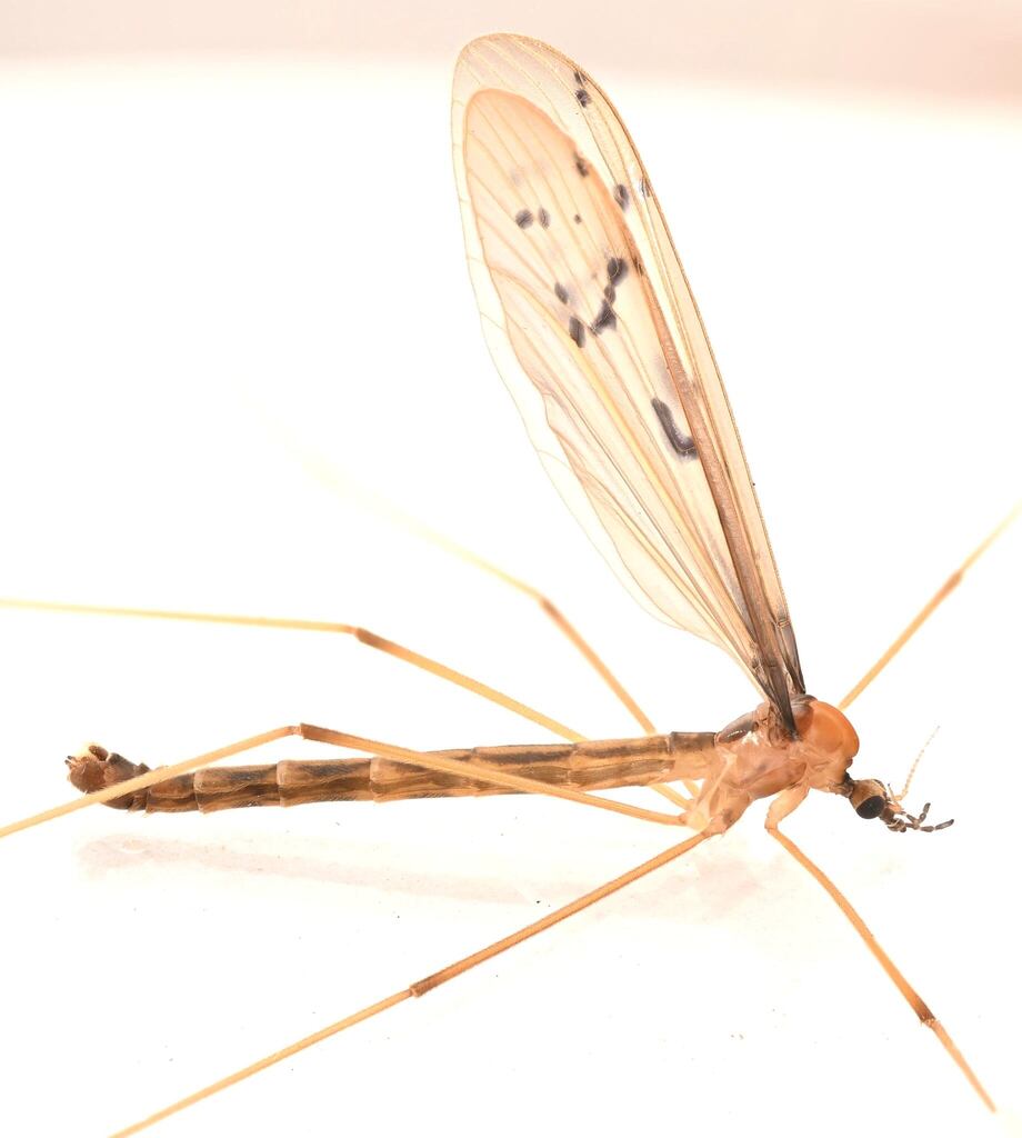 Tricyphona constans