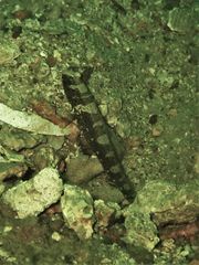 Cryptocentrus maudae