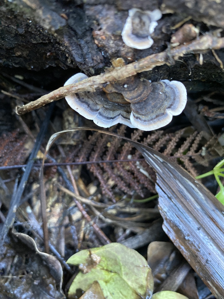 Trametes versicolor · April 2025 · photo: © jack12347 (iNaturalist, cc0)