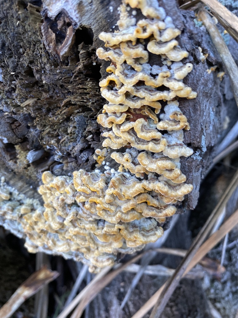 Stereum hirsutum · April 2025 · photo: © jack12347 (iNaturalist, cc0)