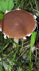 Psathyrella artemisiae