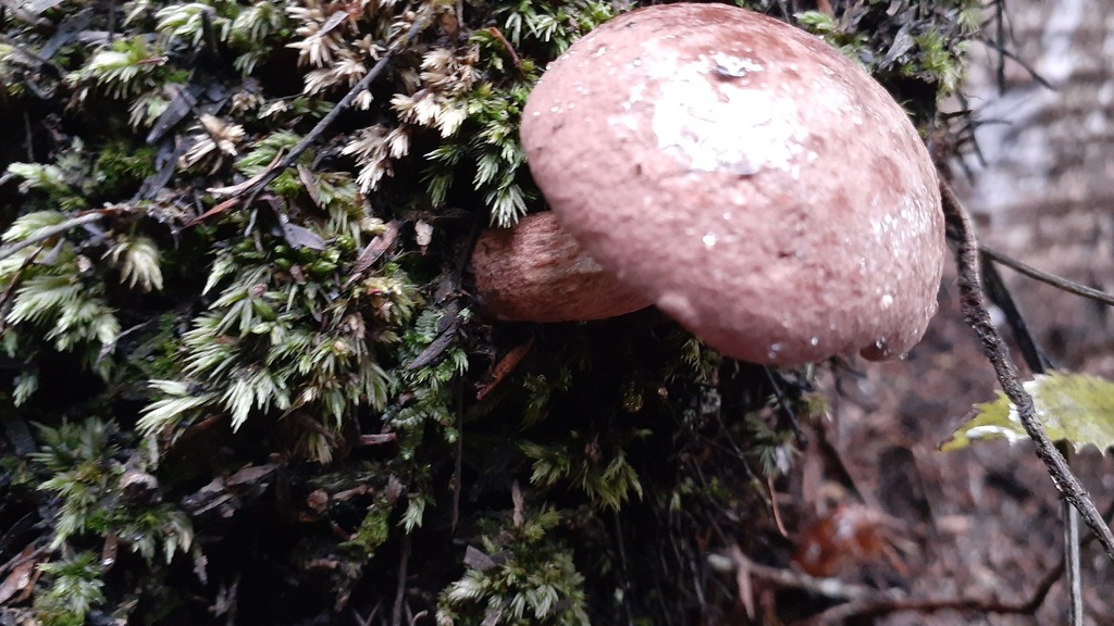 Tylopilus brunneus · April 2025 · photo: © aardvark04 (iNaturalist, cc0)