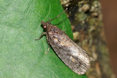 Cryptaspasma querula