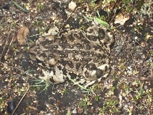 iNaturalist observation photo of Western Toad