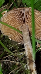 Psathyrella artemisiae