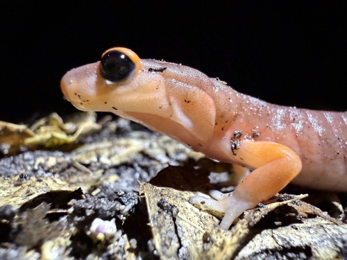 iNaturalist observation photo of Ensatina