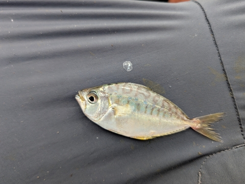 Toothed ponyfish (Gazza minuta) — Leiognathidae
