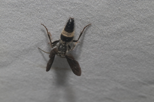 Sphaeropthalma nocticaro