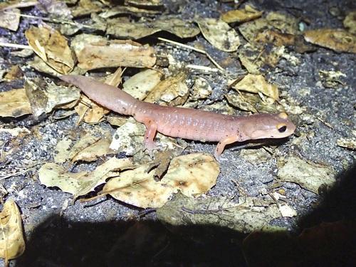 iNaturalist observation photo of Ensatina