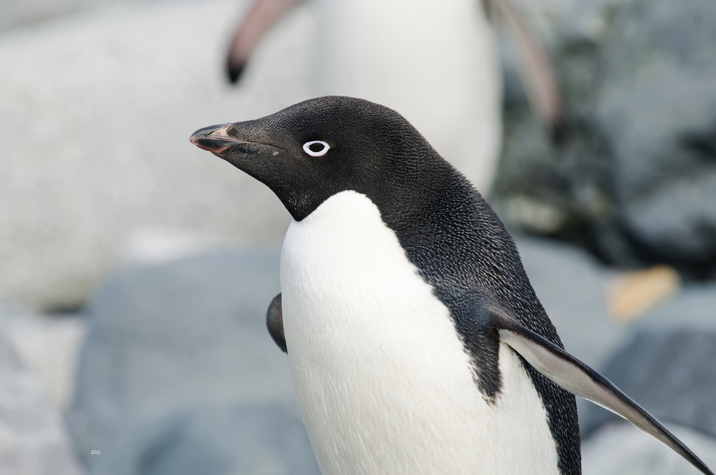 Adelie Penguin (Pygoscelis adeliae) photo
