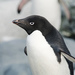 Adelie Penguin - Photo (c) Seig, some rights reserved (CC BY-NC), uploaded by Seig