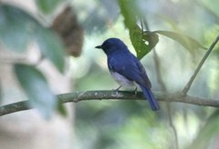 Cyornis pallidipes