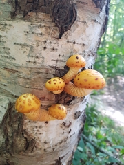 Pholiota