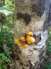Pholiota