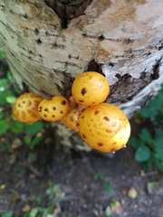 Pholiota