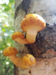 Pholiota