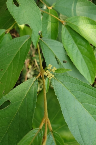Image of Callicarpa formosana by (c) 如此甚好, some rights reserved (CC BY)