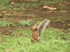 Sciurus aureogaster
