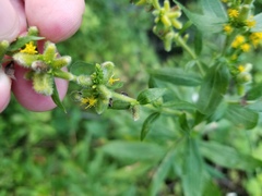 Rhopalomyia anthophila