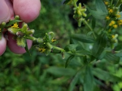 Rhopalomyia anthophila