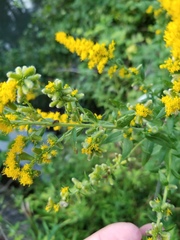 Rhopalomyia anthophila