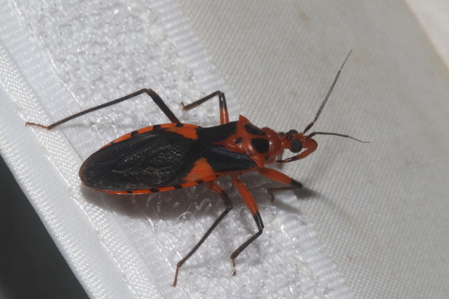 Pseudozelurus superbus