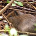 Cavia aperea anolaimae - Photo (c) Jorge Emmanuel Escobar, some rights reserved (CC BY-NC), uploaded by Jorge Emmanuel Escobar