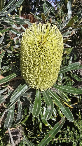 Banksia aemula (Banksia aemula)