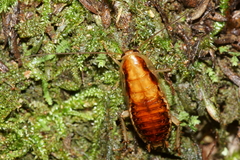 Celatoblatta undulivitta