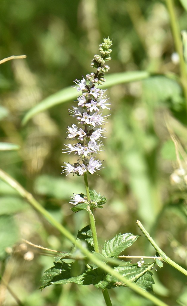 spearmint-from-clark-county-nv-usa-on-august-23-2019-at-10-35-am-by
