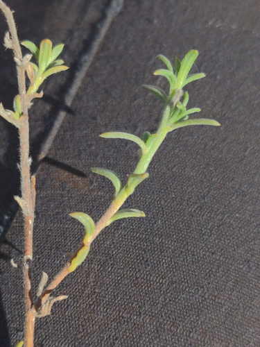 Euploca glandulifera, 2025-04-26