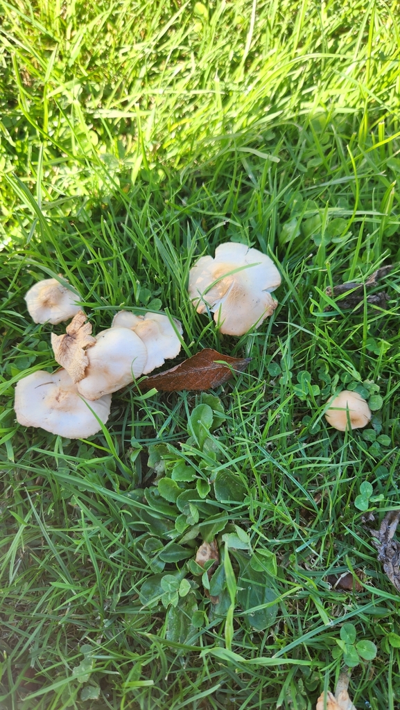 Marasmius oreades · April 2025 · photo: © squidney8 (iNaturalist, cc0)